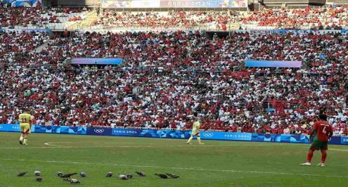 سرب حمام يشارك في مباراة المغرب وإسبانيا.. ما القصة؟ (صور وفيديو)